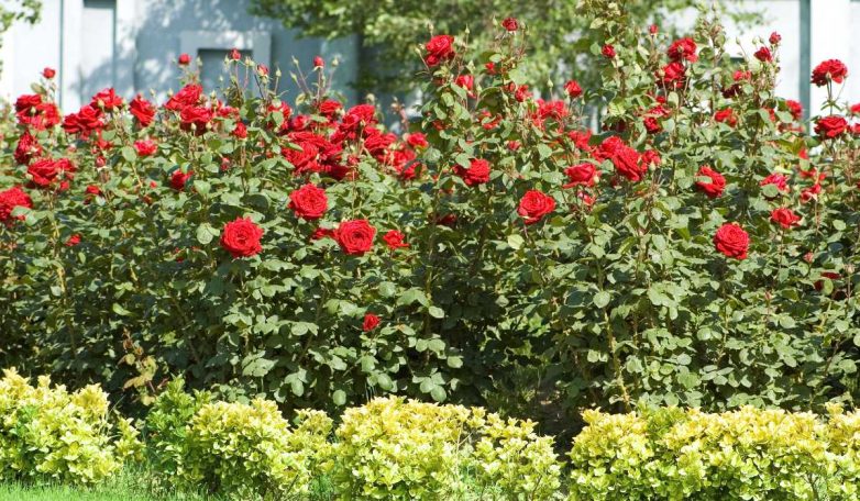 Почему розы нельзя поливать весной