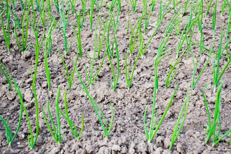 Особенности посадки лука-севка весной