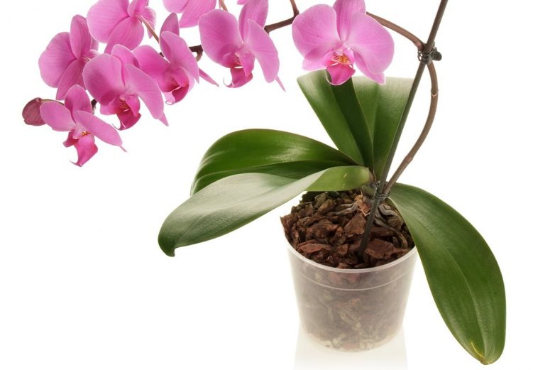 Главные ошибки в выращивании орхидей