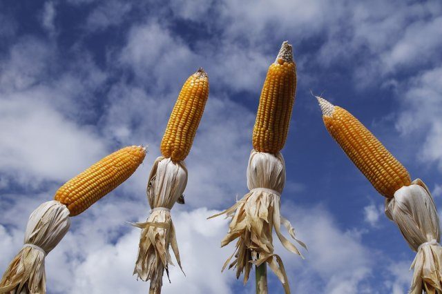 Секреты выращивания кукурузы на даче