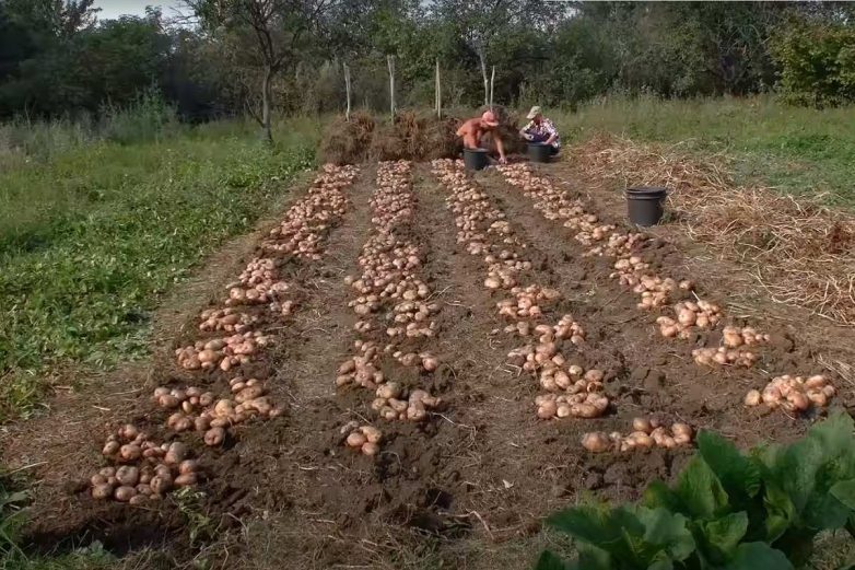 Посадка картофеля без окучивания
