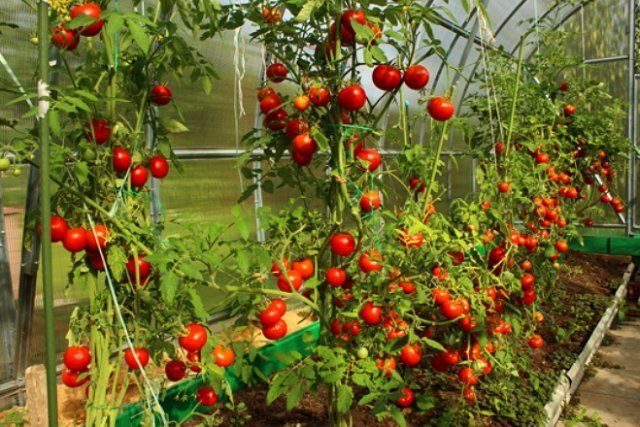 Как и зачем подвязывать томаты