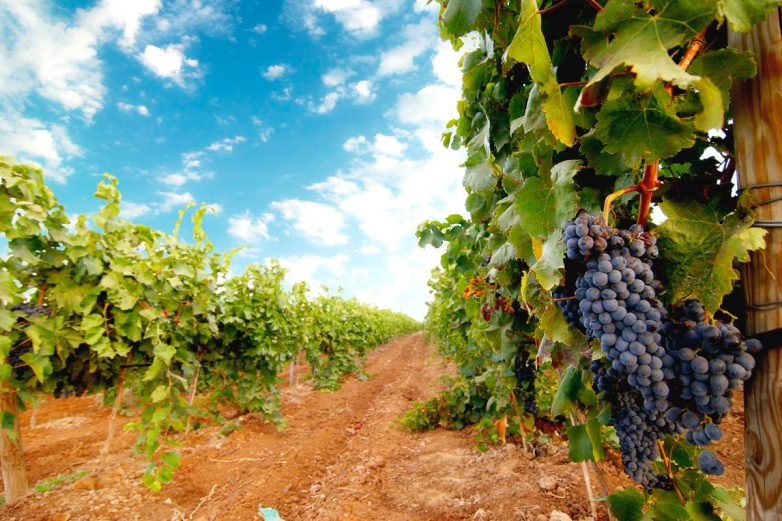 Как защитить виноград от вредителей