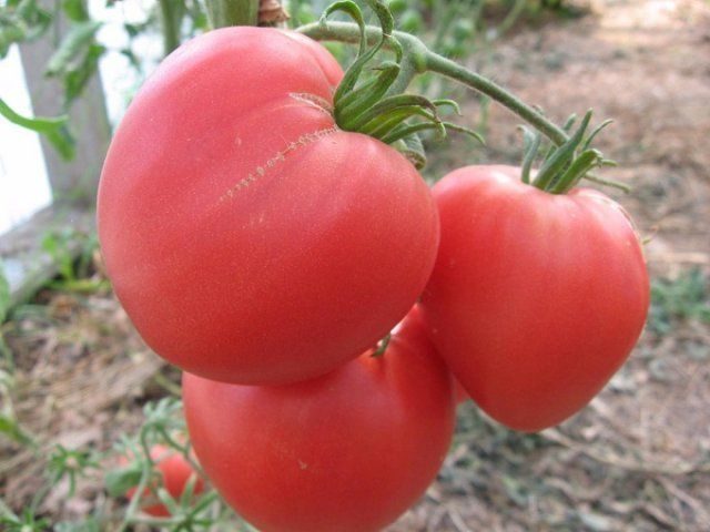 Как правильно пасынковать помидоры