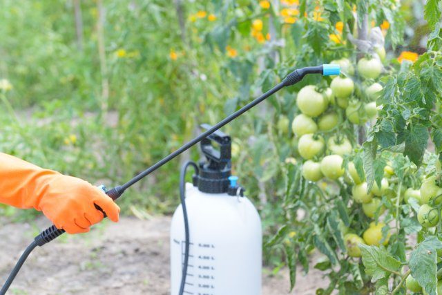 Как уберечь томаты от фитофтороза и кладоспориоза