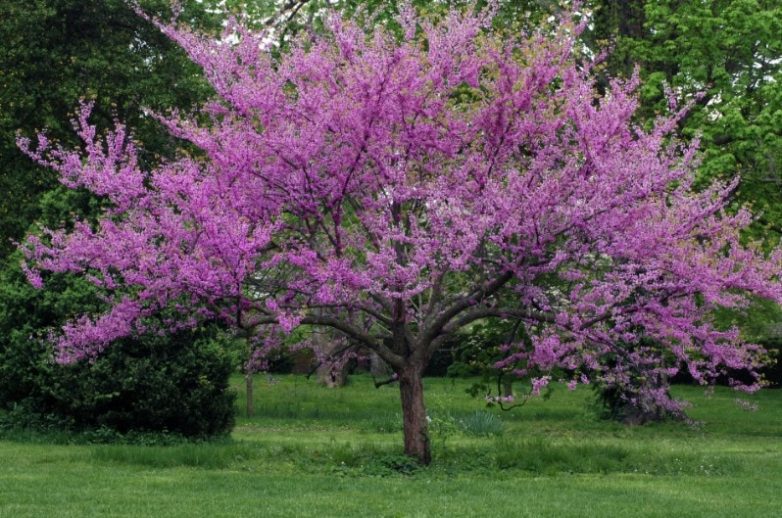 Цветущие деревья и кустарники, которые поразят своей красотой