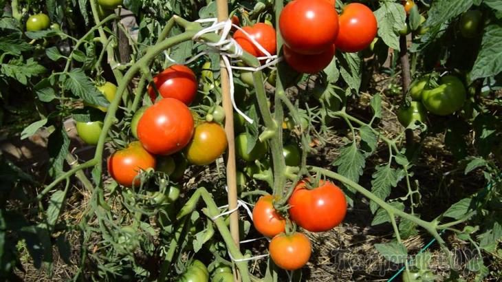 Как спасти помидоры от фитофторы