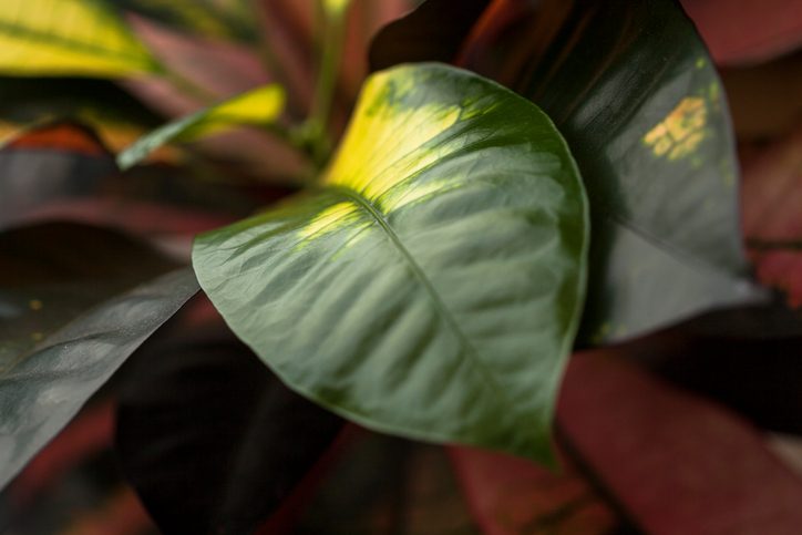 Советы, как спасти пожелтевшие листья комнатных растений