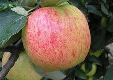 Самые крупные сорта садовой малины, яблок, слив