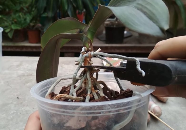 Как омолодить орхидею