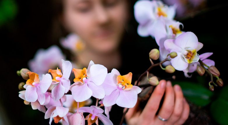 Простые советы по выращиванию орхидеи