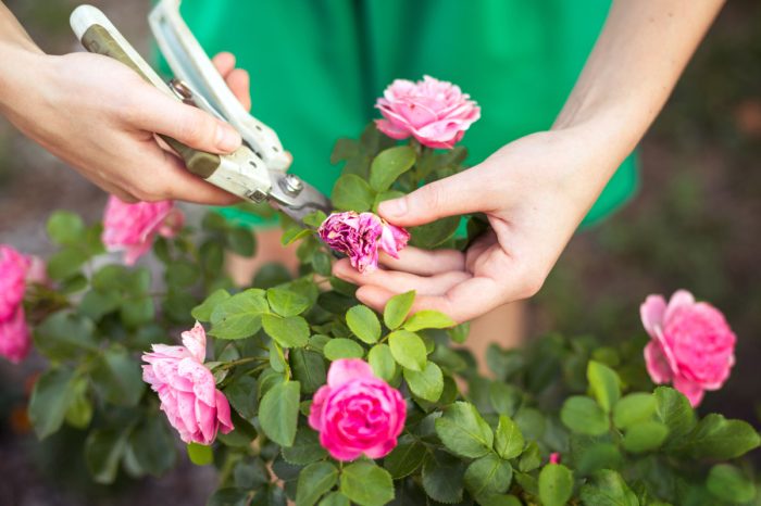 Как избавить листья розы от чёрных пятен народными средствами