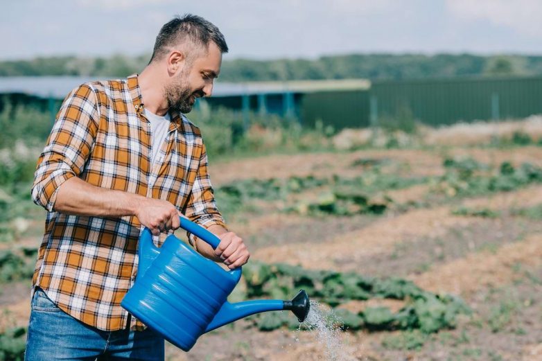 Чем необходимо полить грядки осенью, чтобы защитить огурцы и помидоры от вредителей и хворей на год вперед