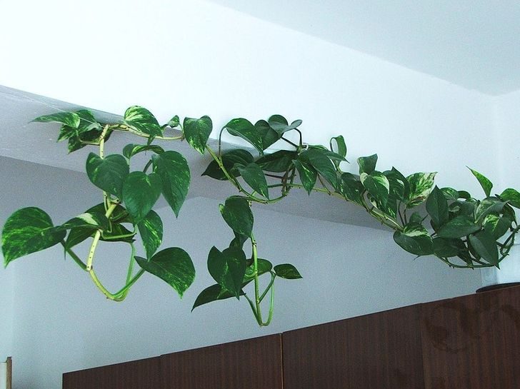 Комнатные растения для тех, кто не хочет портить интерьер своей квартиры увлажнителем воздуха
