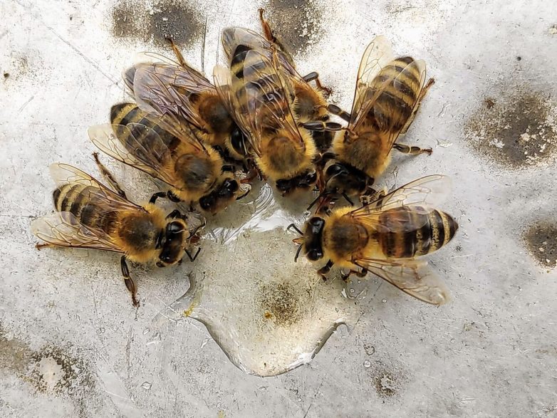 Куда деваются пчёлы зимой?