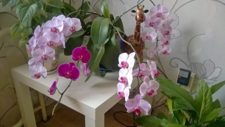Подкормка, которая гарантирует Орхидее великолепное цветение