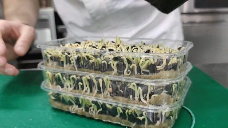 Как прорастить микрозелень из семечек подсолнечника