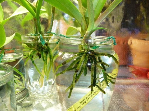Самый простой способ выращивания орхидеи в воде