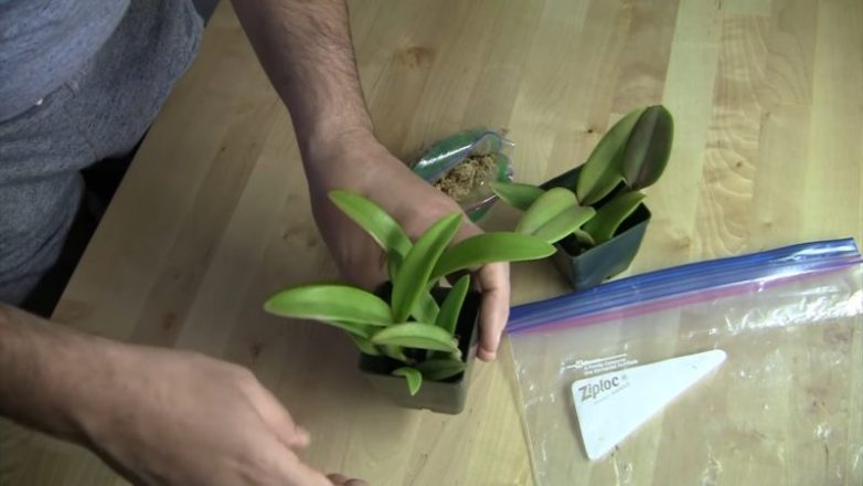 Как помочь орхидее нарастить корни