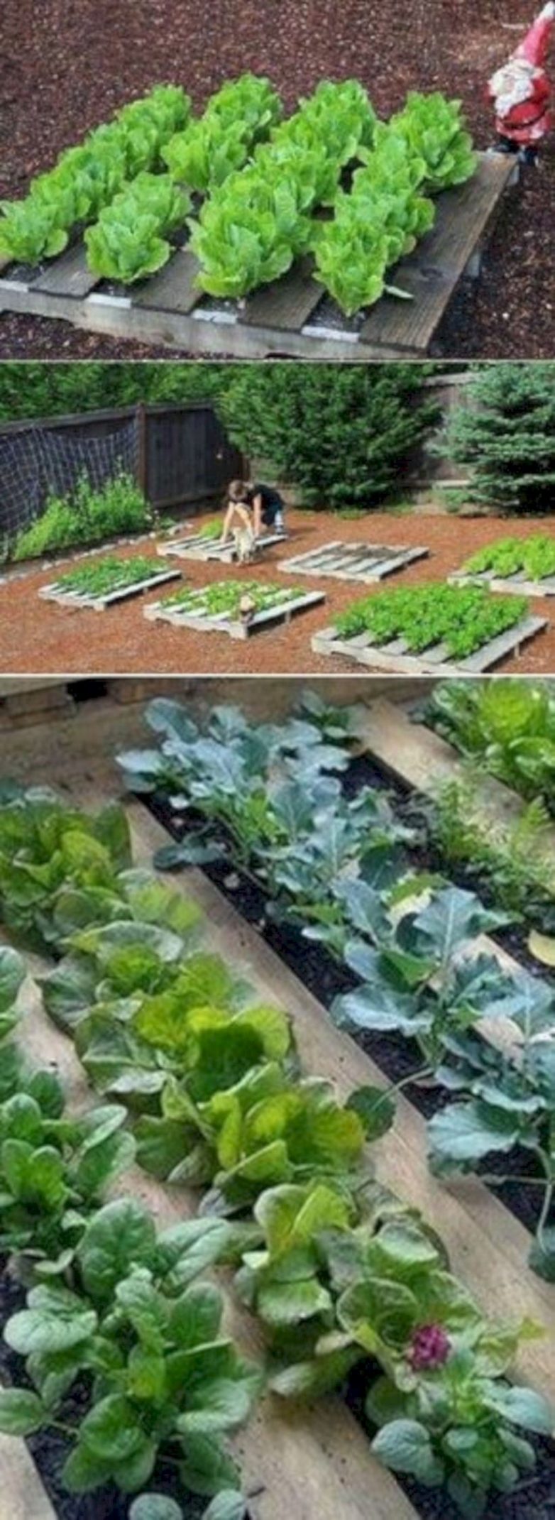 Высокие грядки, в которых удобно выращивать овощи и зелень