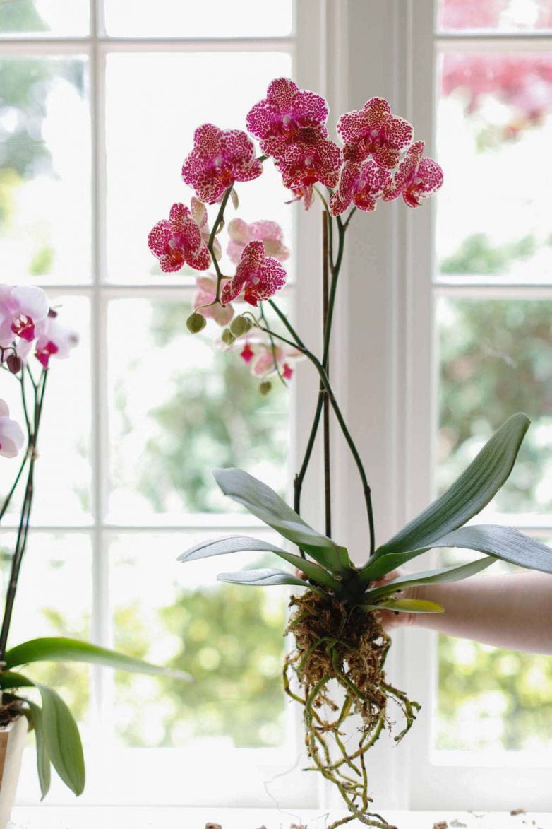 Удивительные факты об орхидеях, которые вы скорее всего не знали