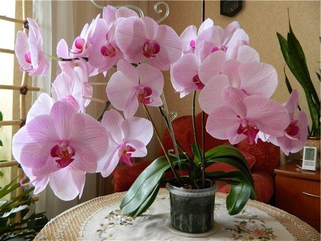 Необычный способ размножения орхидеи