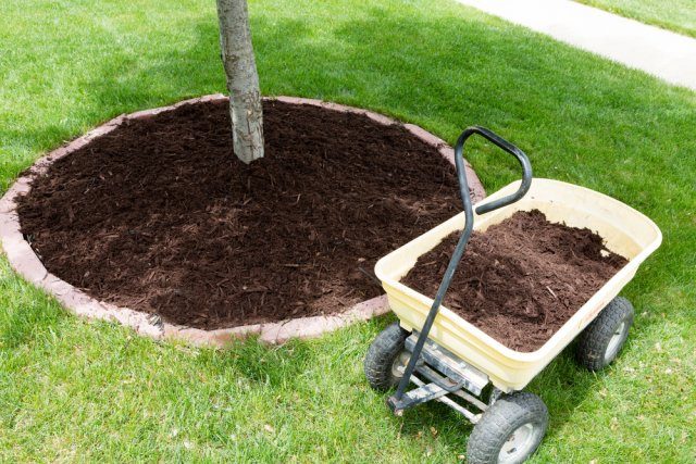Правил посадки деревьев от опытного садовника