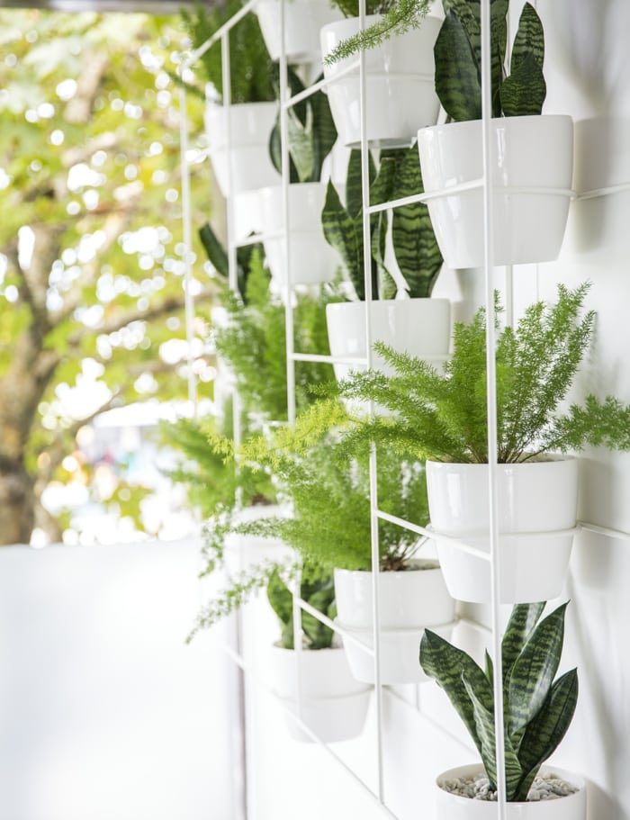 Как оформить зелёную стену из растений в доме