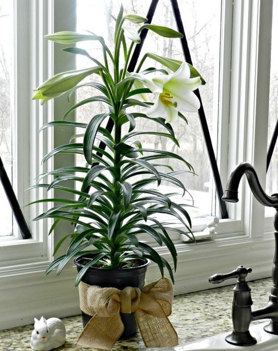 Лучшие растения для вашей ванной комнаты