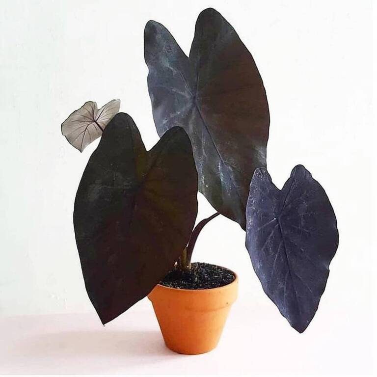 Растение Алоказия со смольно-чёрными листьями и съедобными корнями