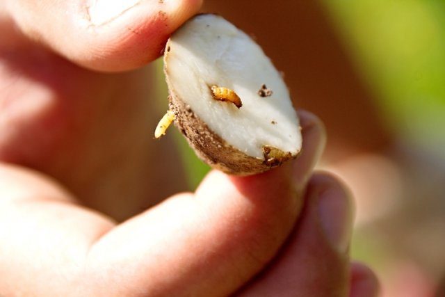 Как отвоевать урожай картофеля у колорадского жука и проволочника