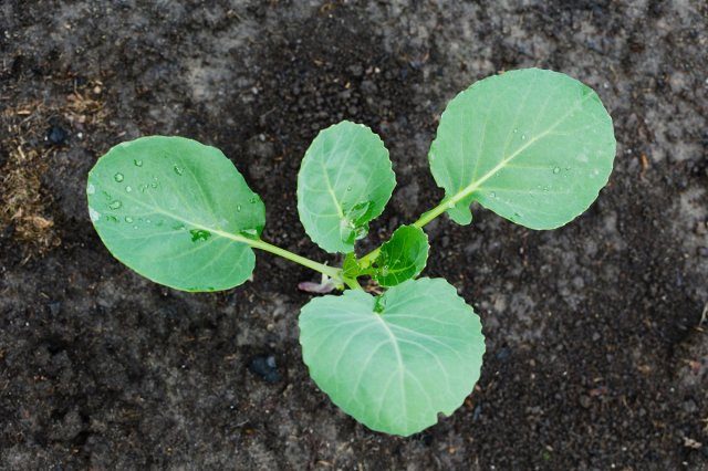 Безрассадный метод выращивания капусты