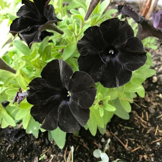 Растения с тёмными цветами и листьями для уникальной атмосферы в саду