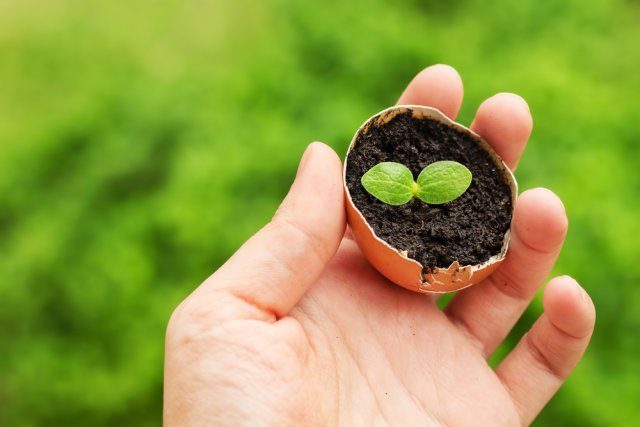 Как правильно применять яичную скорлупу для сада и огорода