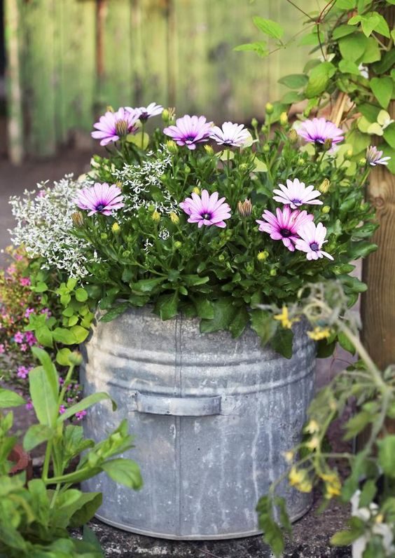 Замечательные идеи для посадки цветов в вашем дворе