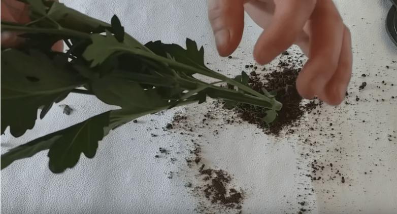 Как укоренить хризантему из букета