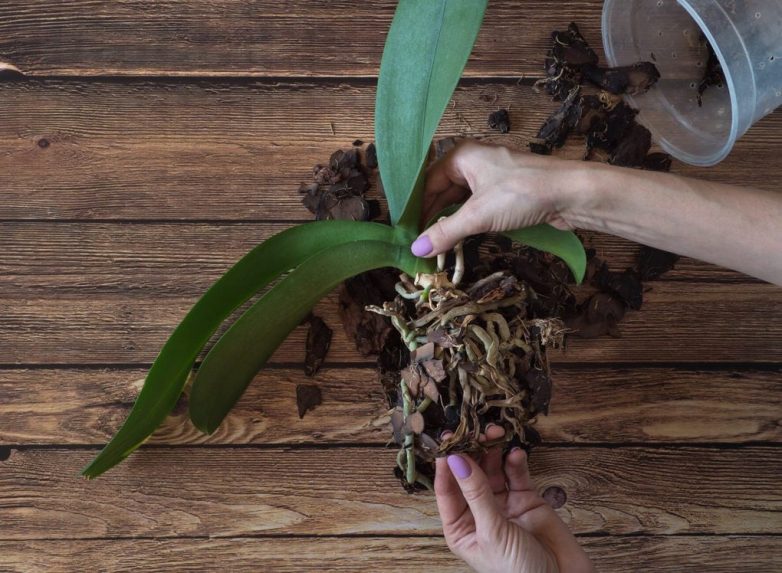 Как спасти умирающую орхидею за 5 шагов