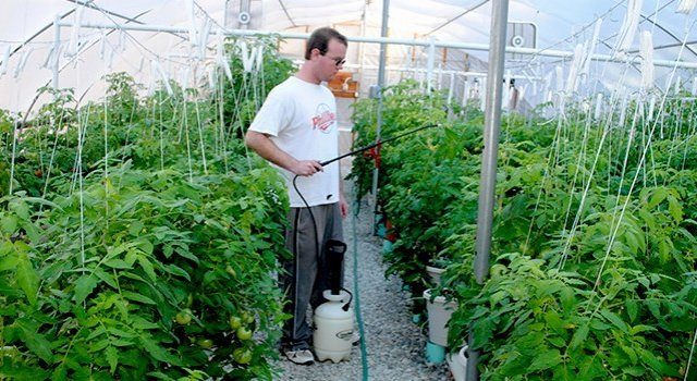 Как бороться с фитофторой на помидорах в теплице