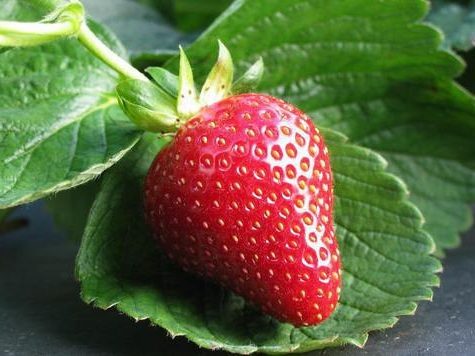 Самые сладкие и крупные ягоды клубники