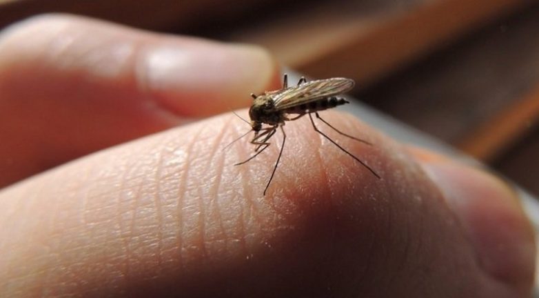 Народное средство от комаров