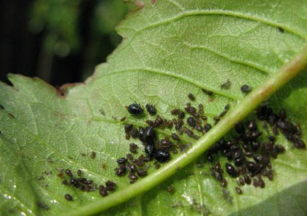 Быстрое спасение растений от тли и муравьёв