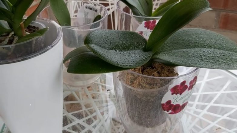 Копеечные таблетки, которые спасут орхидеи от болезней