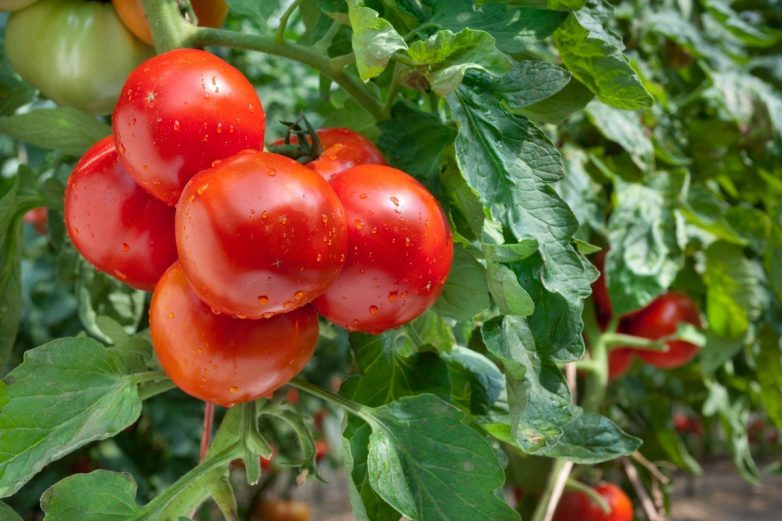 Как правильно  провести жесткую обрезку помидоров в августе