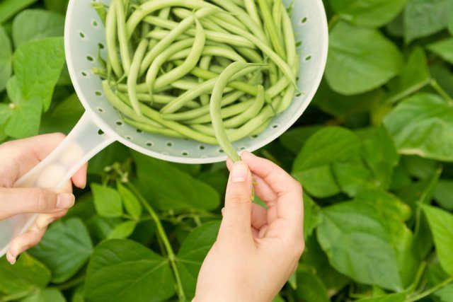 Список самых лёгких в выращивании овощей