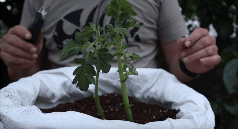 Как скрестить картофель и томат и получить двойной урожай на одном кусте