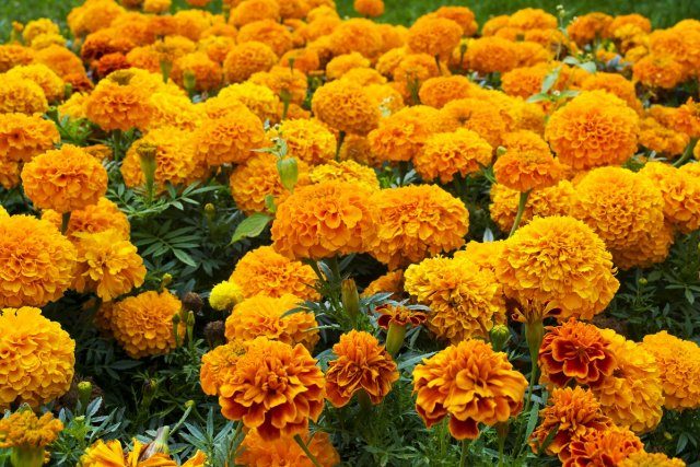 Однолетники с жёлтыми и оранжевыми цветками