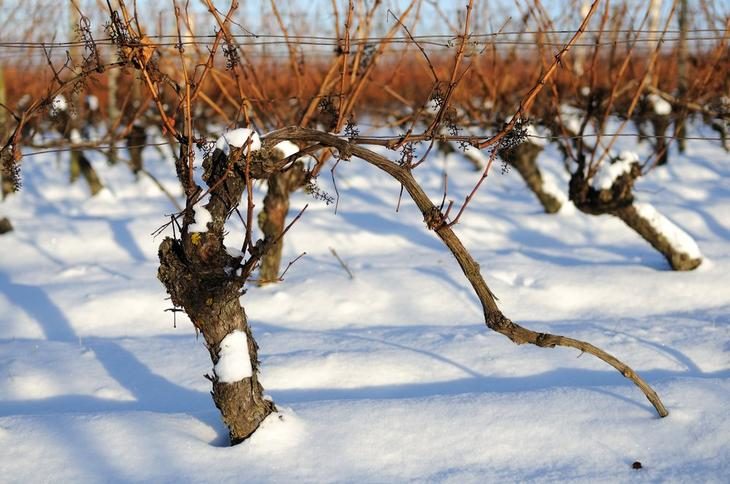 Как подготовить виноград к зиме