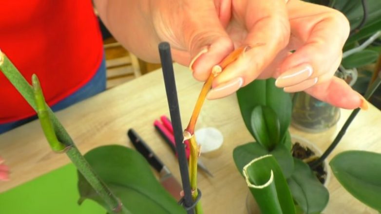 Как вырастить новую орхидею-детку из срезанного цветоноса