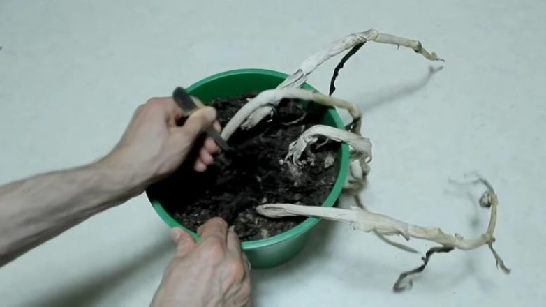Как вырастить огромные головки чеснока дома