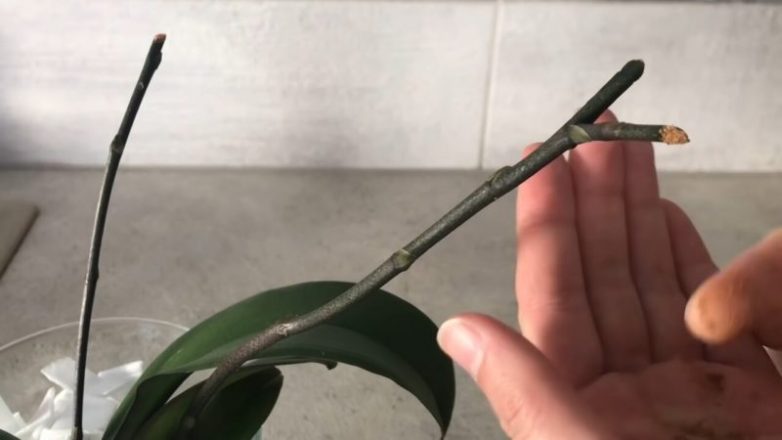 Гениальный трюк для развития корней орхидеи